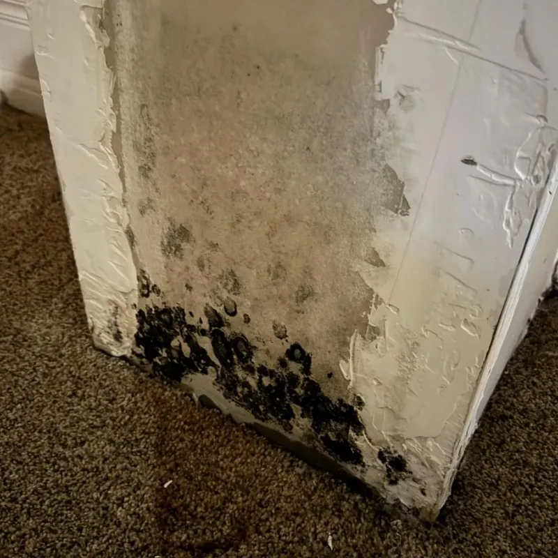 Professional Mold Removal in Grandville, MI
